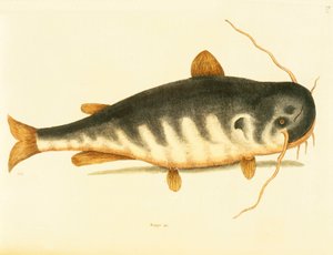 Poisson-chat, planche 23, vol. 1 de 