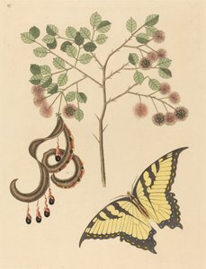 Mimosa circinalis - Mark Catesby