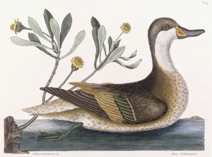 Chrysanthème &c