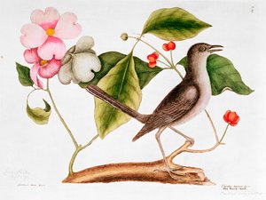 Cornouiller : Cornus florida, et Moqueur de la Caroline du Nord (1730-48)