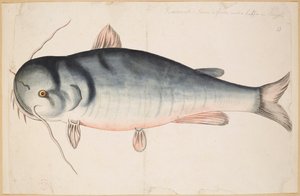 Keetrauk. Environ 2 pieds et demi de longueur. Un poisson-chat?