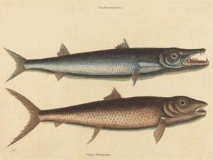 Le barracuda (Esox barracuda)
