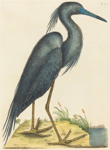 Le Héron Bleu Ardea coerulea - Mark Catesby