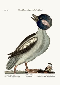 Le canard à tête de buffle, 1749-73 - Mark Catesby