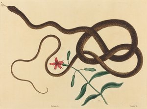 Le serpent fouet (Coluber flagellum)