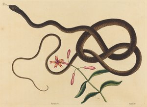 Le serpent fouet (Coluber flagellum)