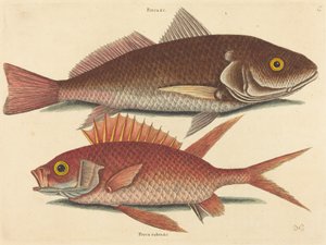 Le Croker Perca undulata, publié 1731-1743 - Mark Catesby