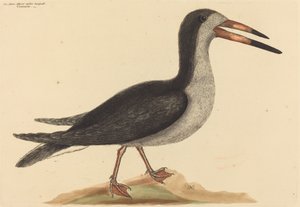 Le Bec-en-ciseaux noir - Mark Catesby
