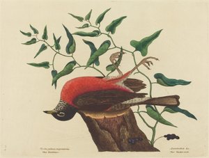 La Grive de Caroline (Turdus migratorius) - Mark Catesby