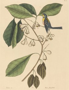 Le grimpeur de pinson Parus americanus