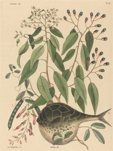Le poisson-globe Tetrodon lagocephalus, publié 1731-1743