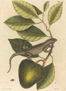 Le Guana Lacerta Iguana