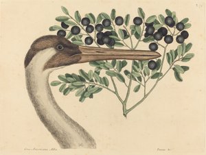 La grue hooping Ardea Americana, publiée 1731-1743
