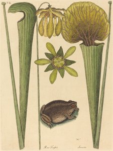 La Grenouille Terrestre Rana - Mark Catesby