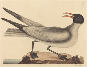 La Mouette rieuse (Larus articilla) - Mark Catesby