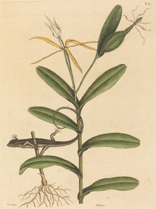 Le Lézard de Lyon (Lacerta 6-lineata) - Mark Catesby