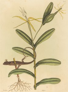 Le lézard de Lyon (Lacerta 6-lineata) - Mark Catesby