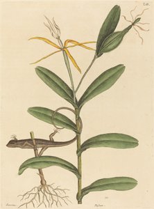 Le Lézard de Lyon Lacerta 6-lineata, publié 1731-1743 - Mark Catesby