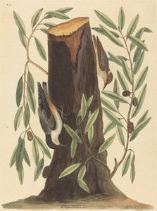 La sittelle (Sitta Europaea) - Mark Catesby