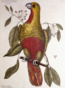 Le Perroquet du Paradis, 1771