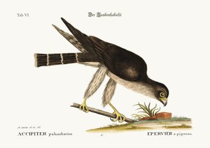 Le faucon pigeon, 1749-73
