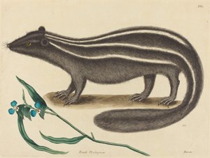 La belette - Mark Catesby