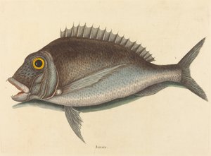 Le Porgy Sparus chrysops, publié en 1754