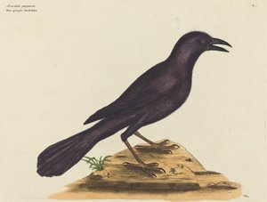 Le Choucas pourpre (Gracula Quiscula)