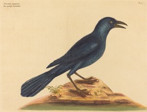 Le choucas violet (Gracula Quiscula)