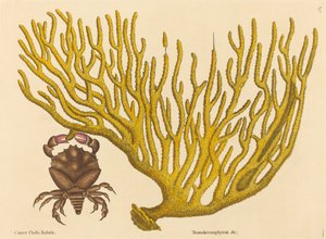 Le Crabe aux pinces rouges (Cancer erythropus) - Mark Catesby