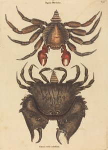 Le crabe rocheux rouge tacheté (Cancer grapsus)