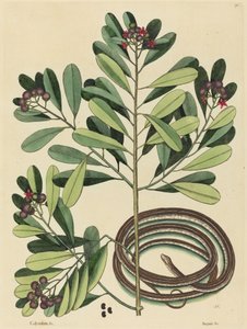 Le serpent ruban (Coluber saurita) - Mark Catesby