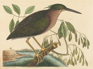 Le Petit Butor Ardea virescens, publié en 1754