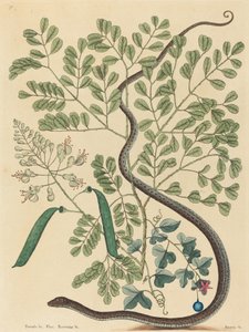 Le serpent rubané tacheté Coluber nebulosus, publié 1731-1743 - Mark Catesby