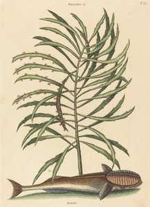 Le Poisson Suceur Echeneis naucratis - Mark Catesby