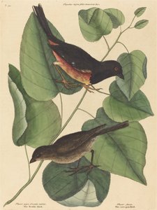 Le Towhe Bird (Fringilla erythrophthalma)