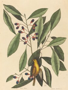 La mésange jaune (Motacilla trochilus)