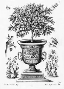 Orangers, vers 1735 - Martin Engelbrecht