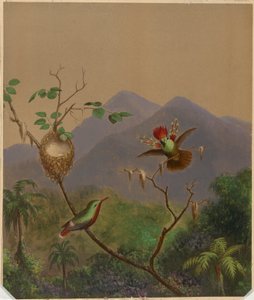 Colibris brésiliens III