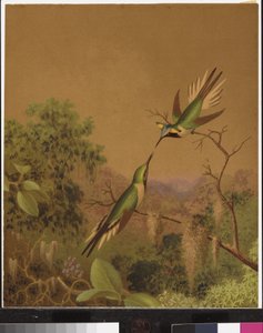 Colibris brésiliens IV