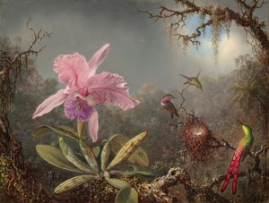 Orchidée Cattleya et Trois Colibris