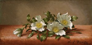 Roses Cherokee