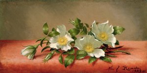 Roses Cherokee, 1889 - Martin Johnson Heade