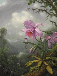 Colibri perché sur une plante d