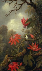 Colibri et Fleurs de la Passion