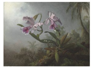 Orchidées roses et colibri sur une branche