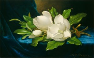 Magnolias géantes sur un tissu de velours bleu