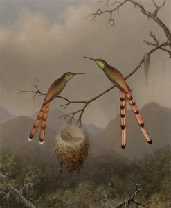  - Martin Johnson Heade