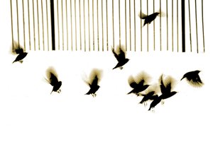 Starlings, 2003 (photogravure)