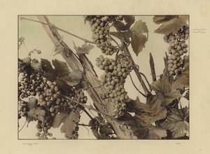 Un des Festons und Decorative Gruppen de Martin Gerlach - Martin senior Gerlach